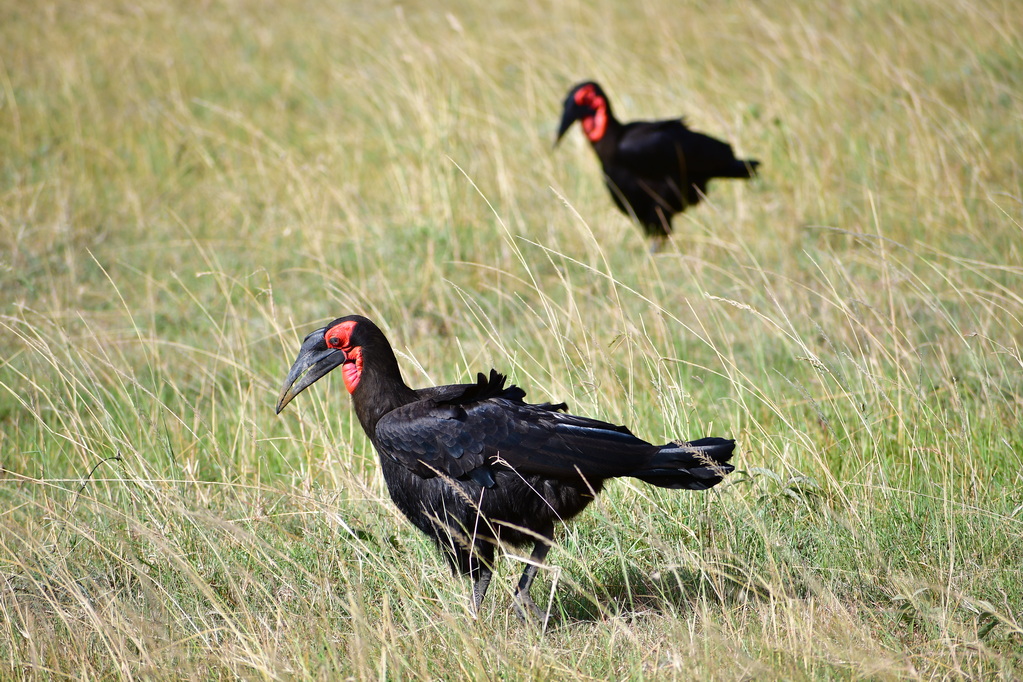 Masai Mara Nat. Reserve